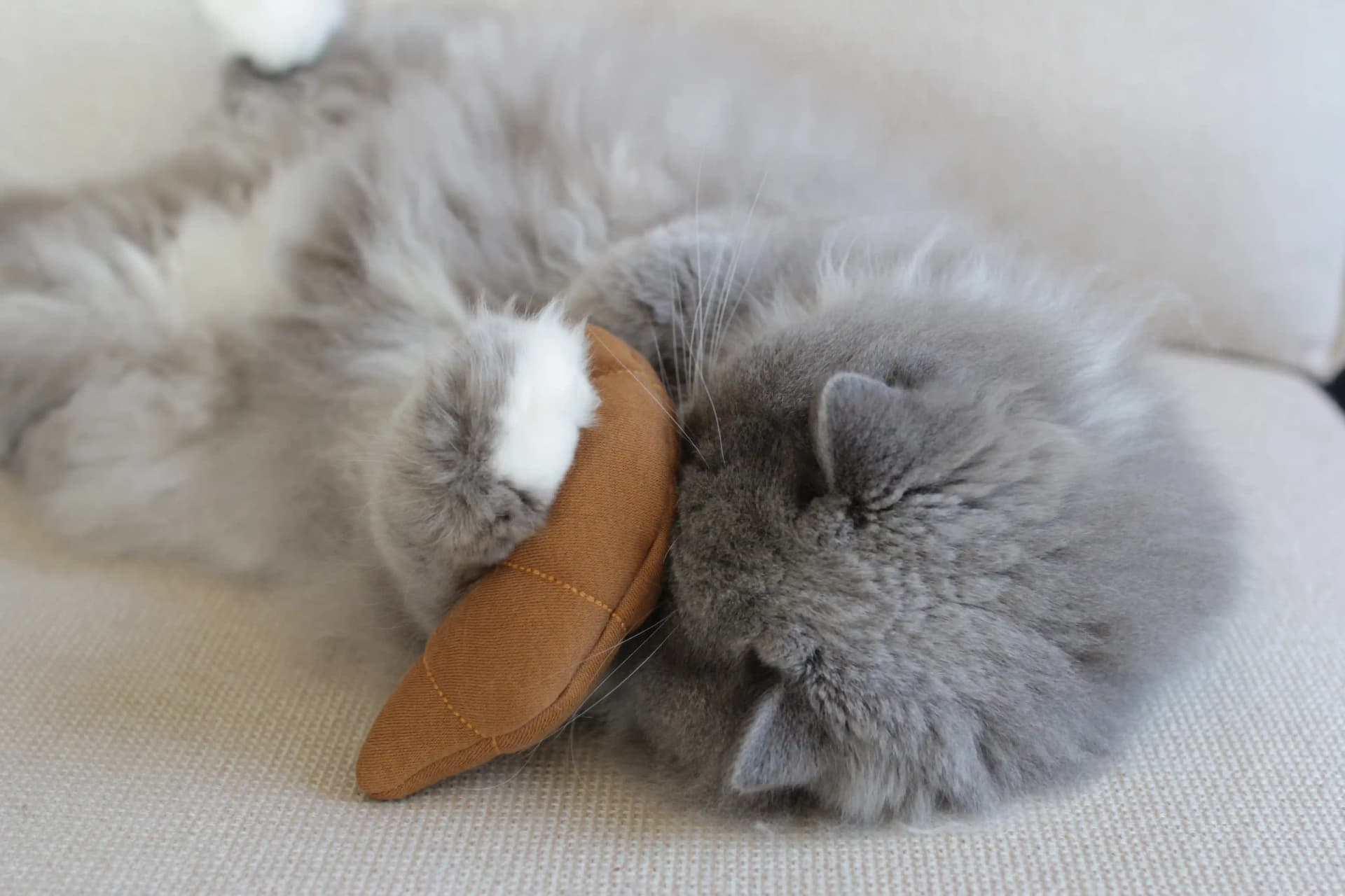 Pookie von Ponoto spielt mit Le Croissant
